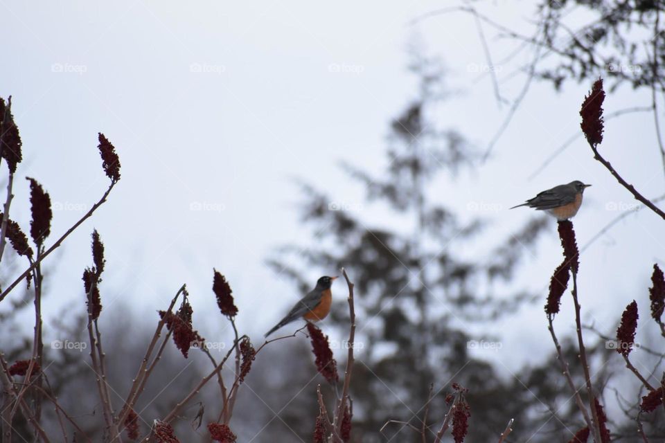 Robins resting on a sumac bush in late Michigan winter