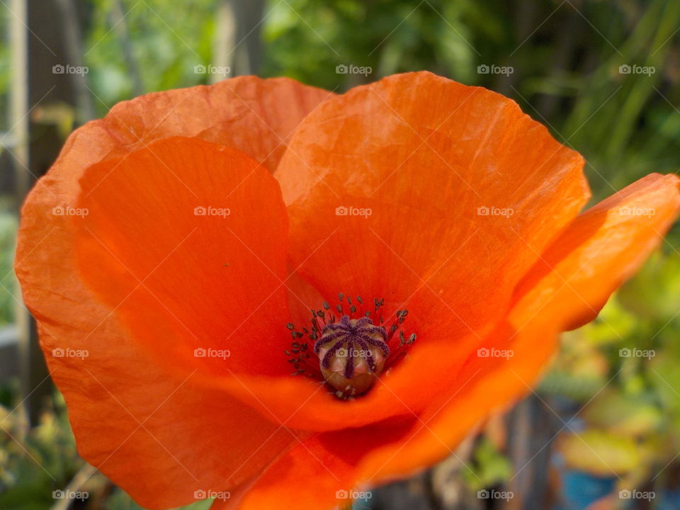 Red with a hint of yellow makes Californian poppy 