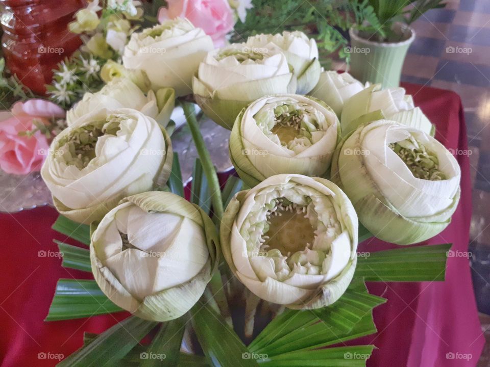 Folded petals white lotus.