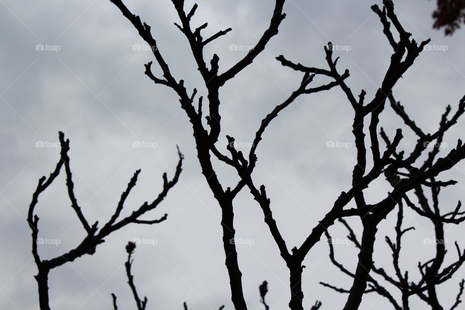 Bare branches during the winter season 