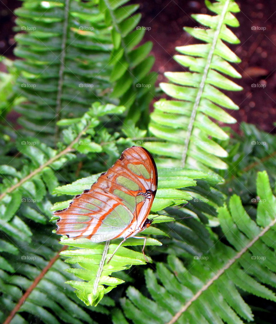 Fern, Leaf, Nature, No Person, Flora