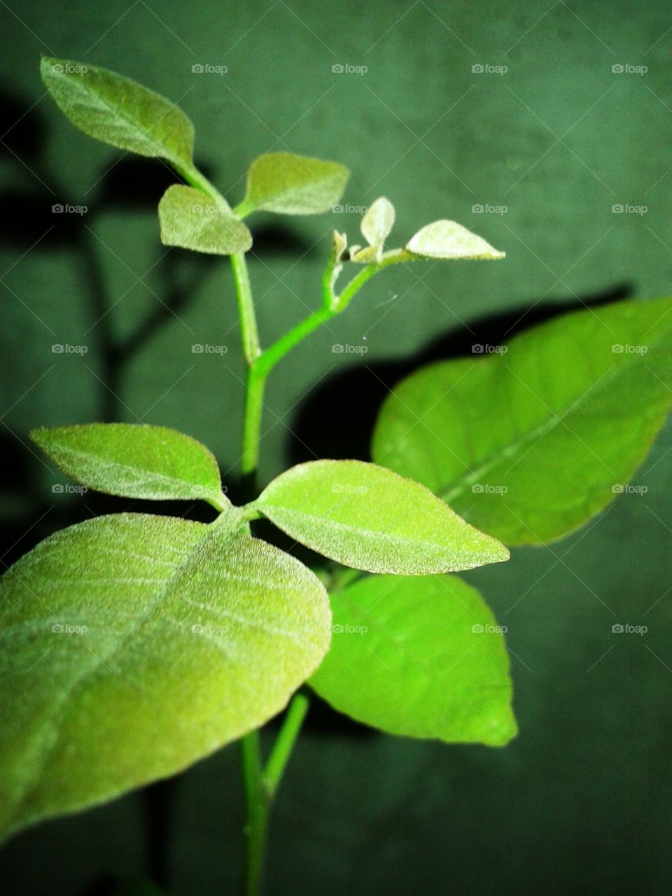 Green Leaves