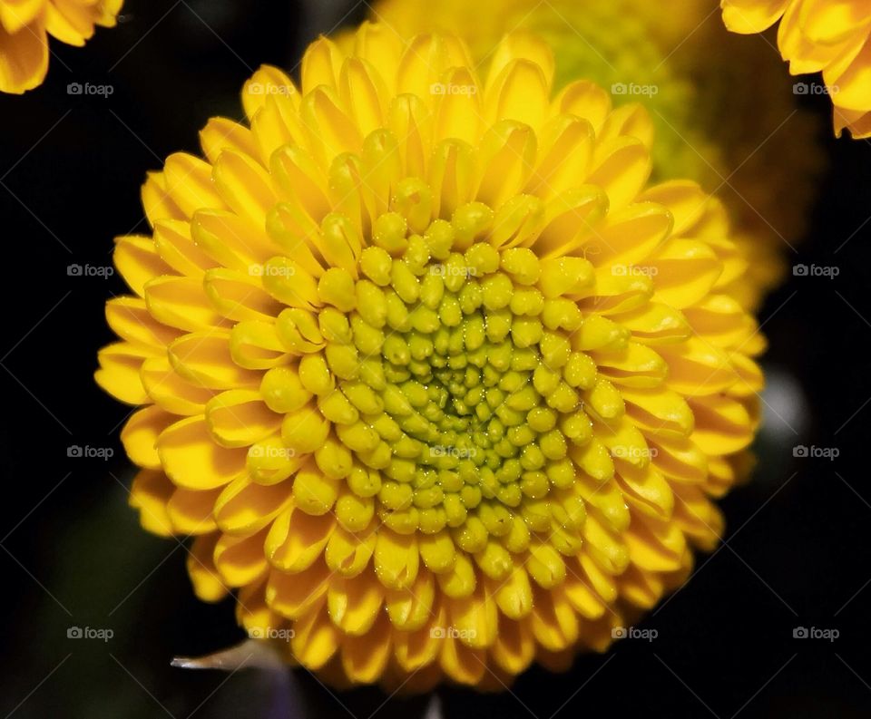 Macro shot of chrysanthemum . Up close on the flower