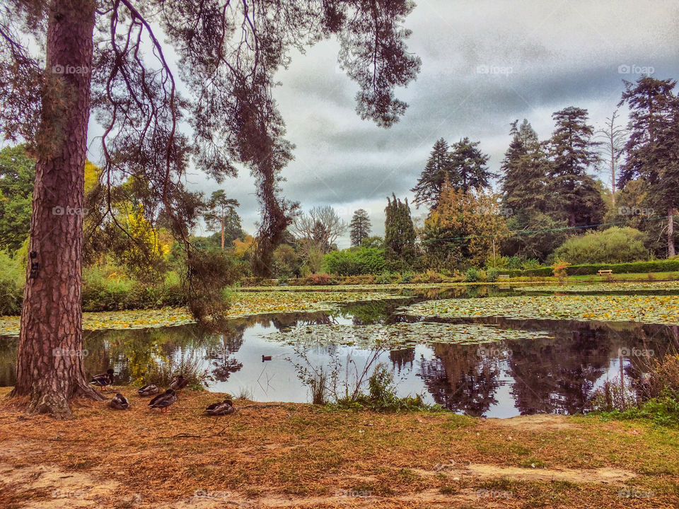 An autumnal day at Bedgebury Pinetum; ducks are huddled by the still water which reflects the seasonal colours of the trees beyond and the darkening sky