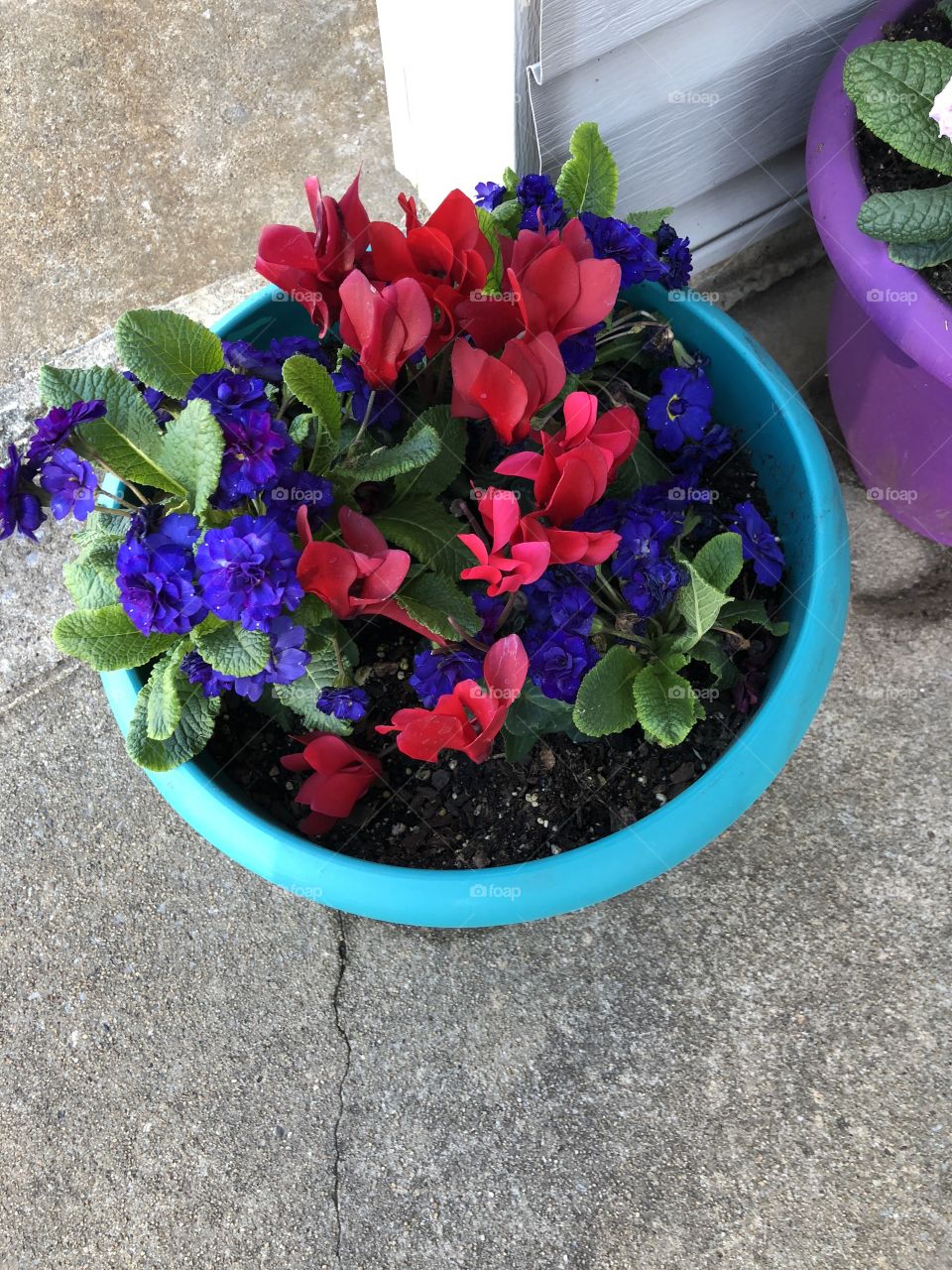 Beautiful pot of flowers blooming in the spring sun