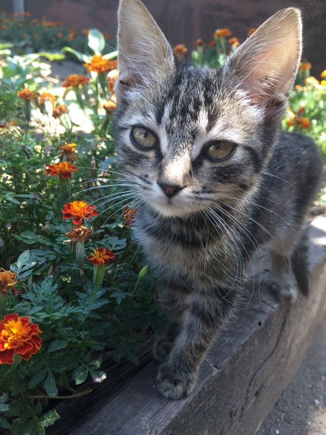 kitten