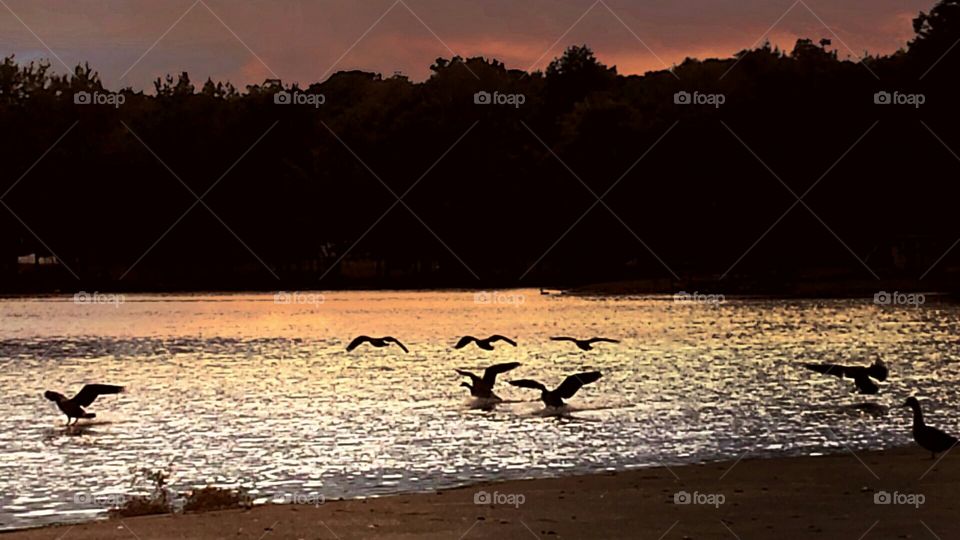 Geese landing on the water in the sunset