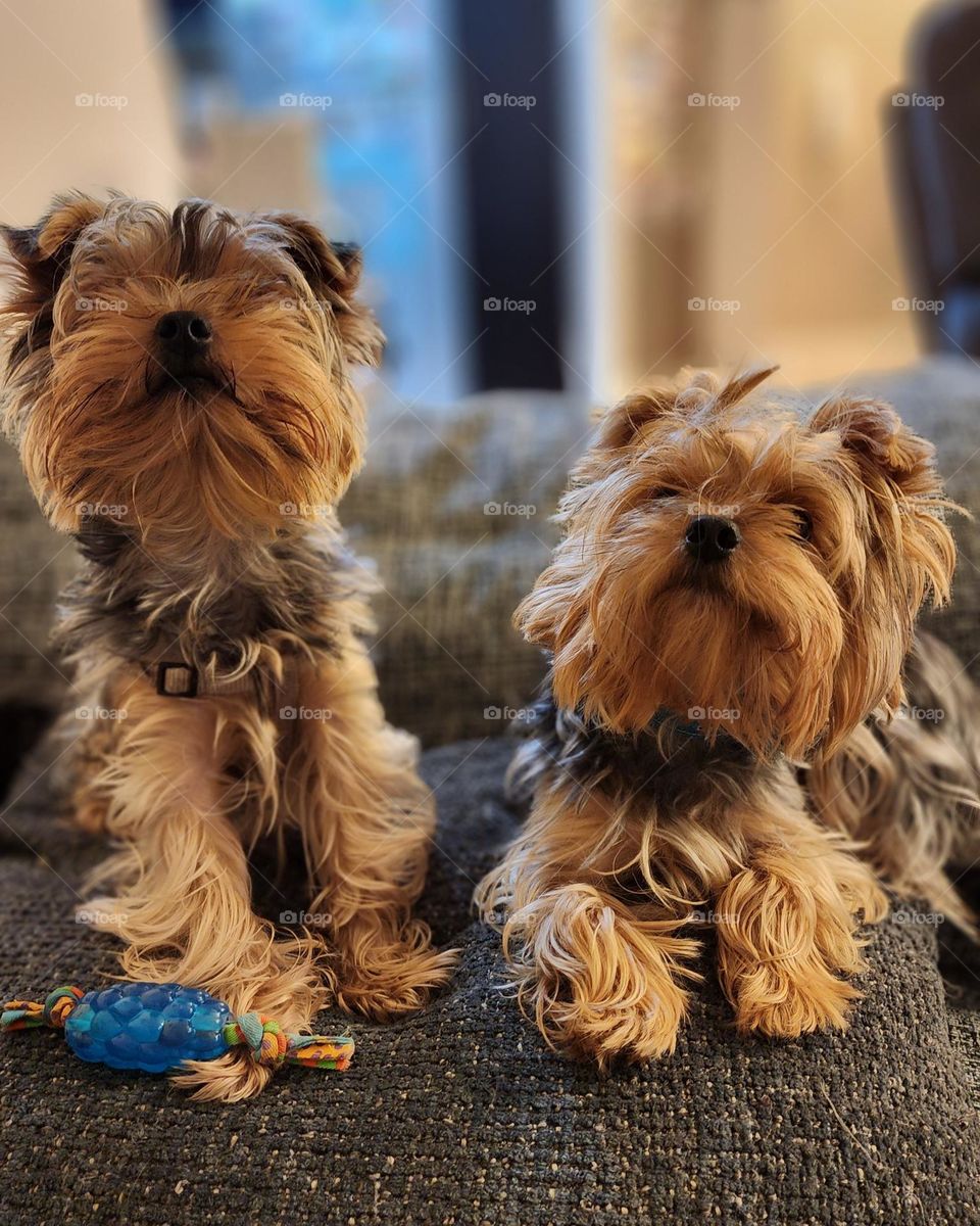 cute Yorkshire terrier puppies