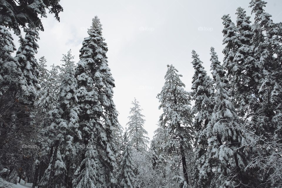Snow tree tops 