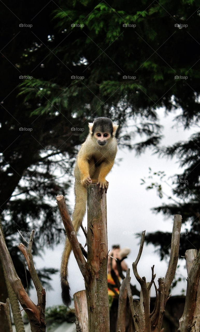 green tree cute monkey by Fotofleeby