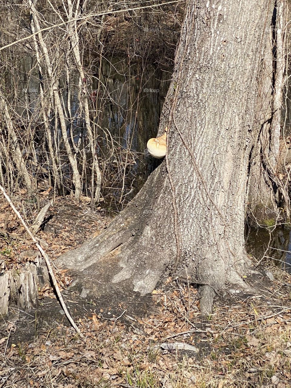Mushroom on a tree 