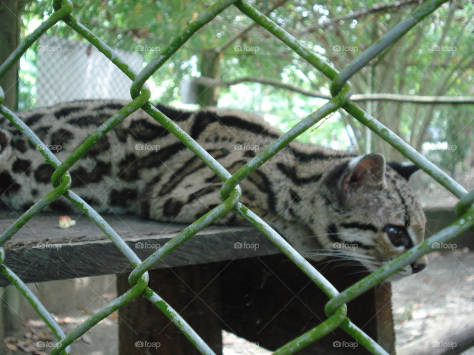 Ocelote!!