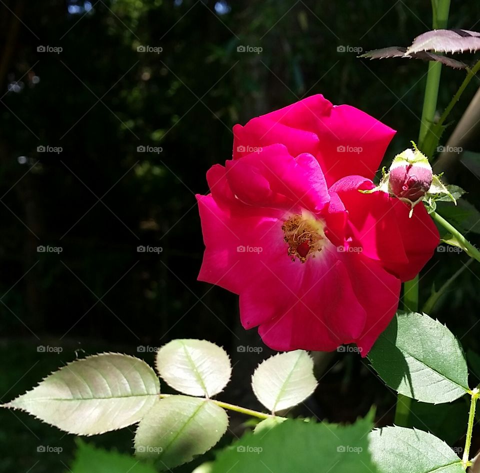 Rose and Rosebud. Vibrant pink rose and rosebud blooming in my city garden. 