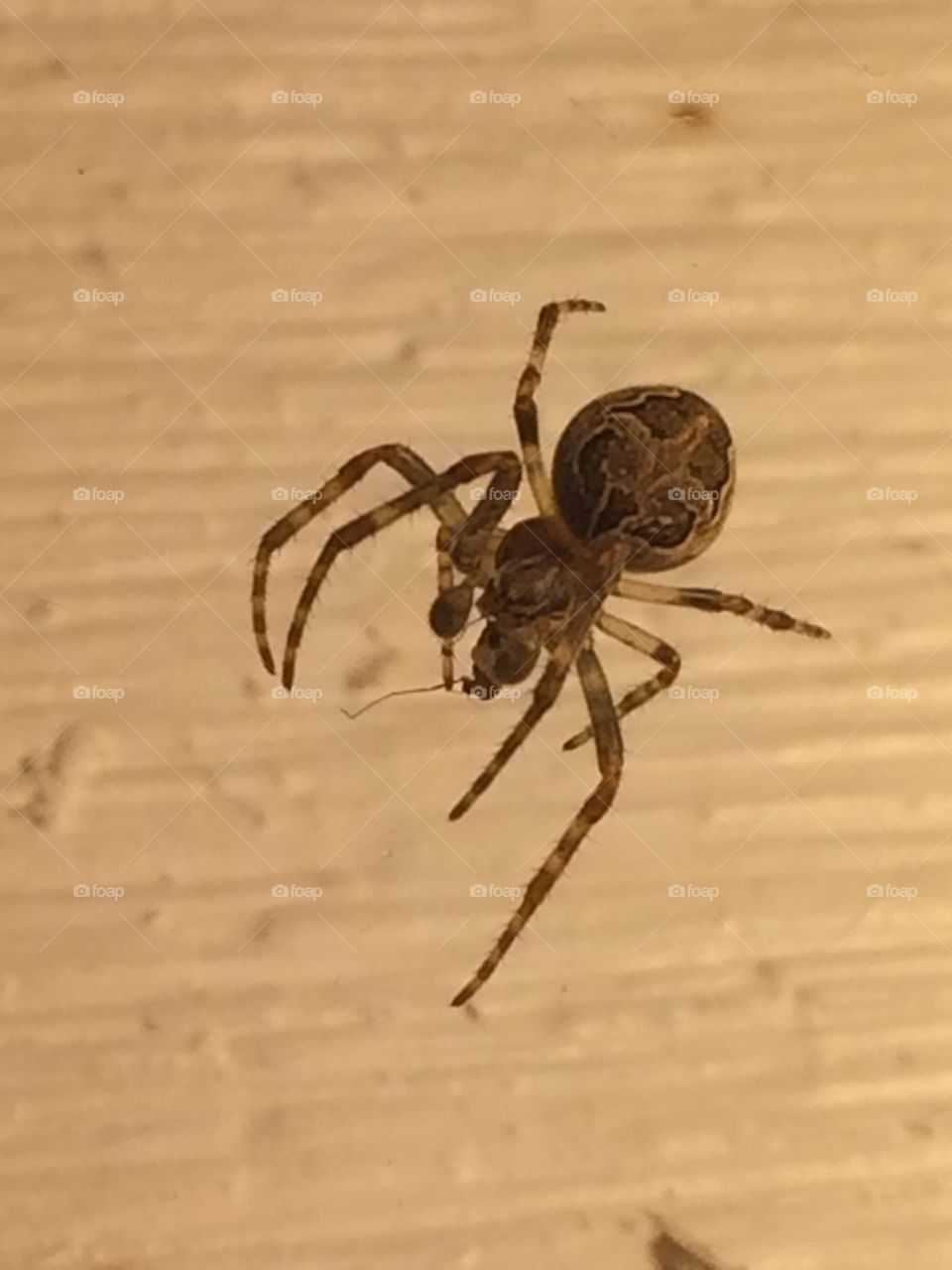 Arachnid eating a tiny insect