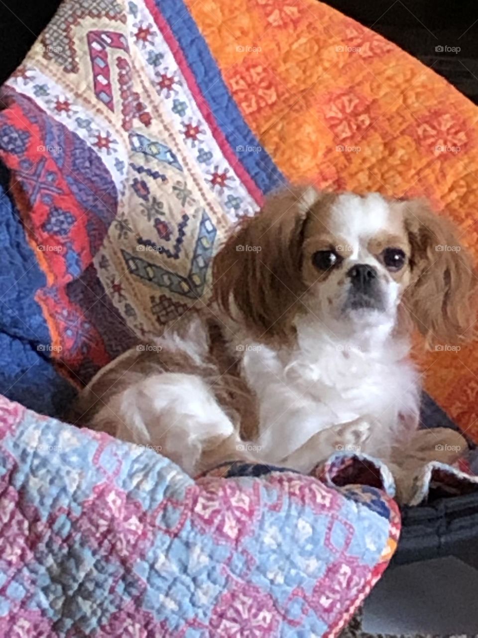 Sophia posing with a colorful hippie blanket