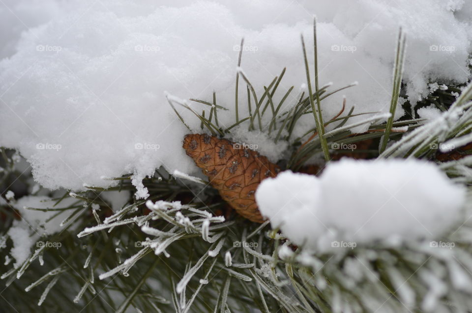 winter forest