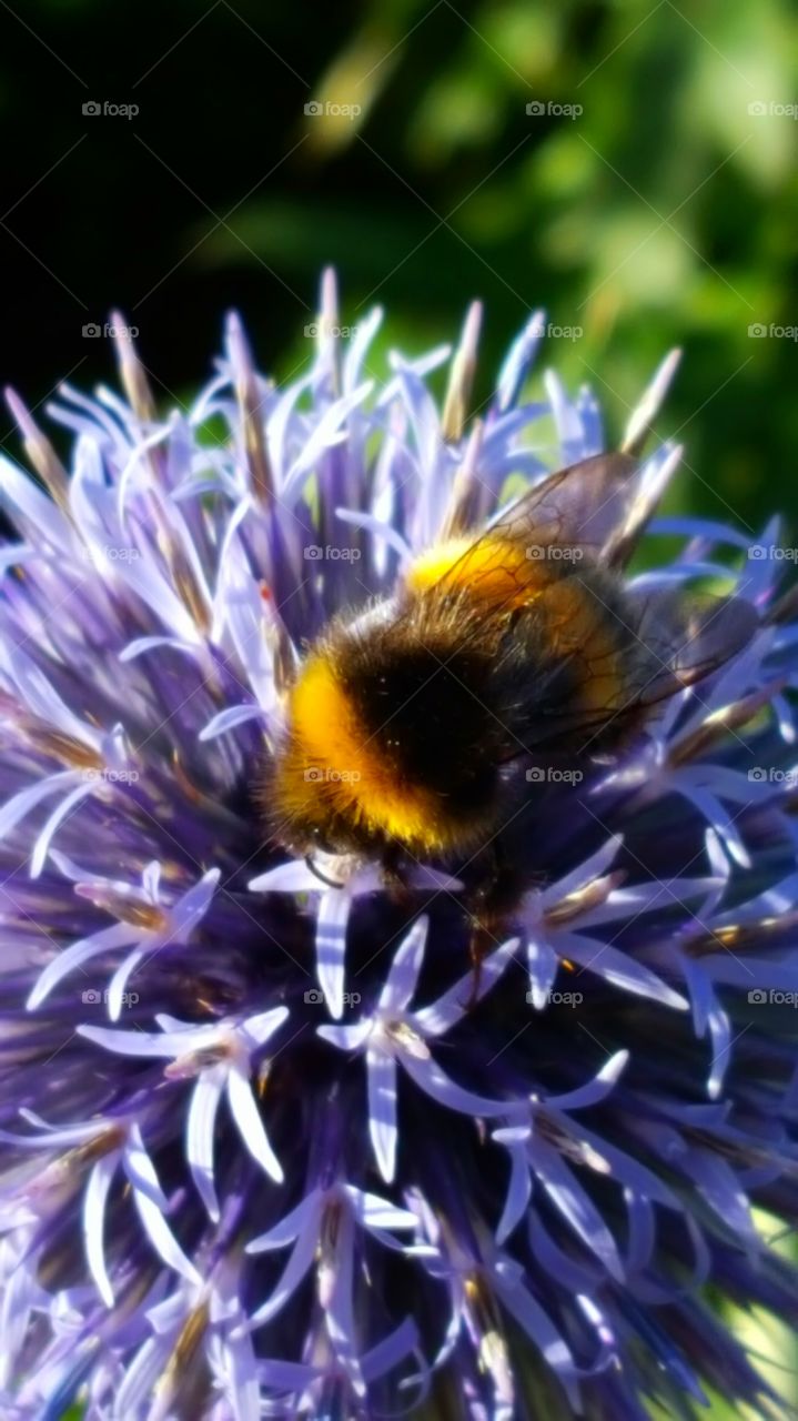 Close-up of bumblebee on flower