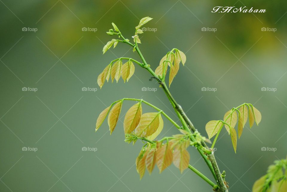 Tree leafs