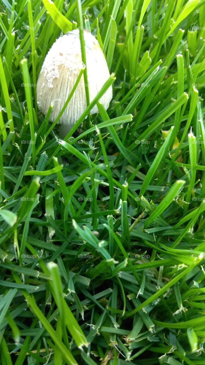 white mushroom cap