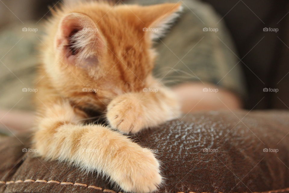 ginger kitten 