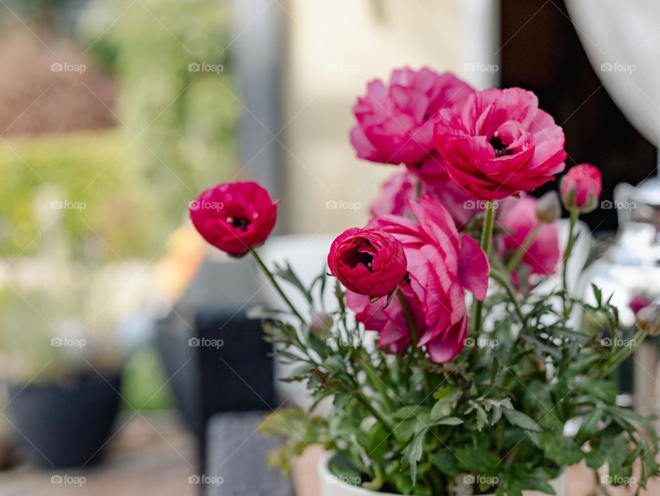 Pink spring flowers ranunculus 