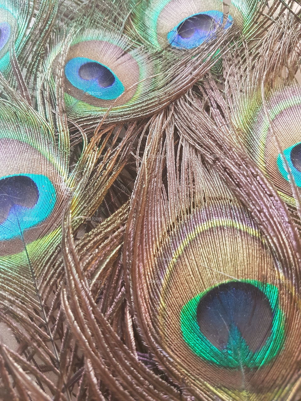peacock feathers