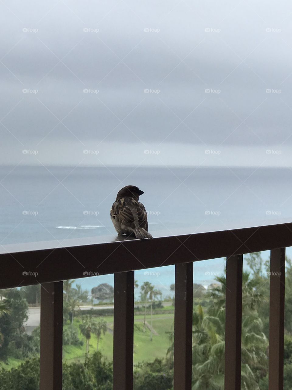 Bird on a balcony 