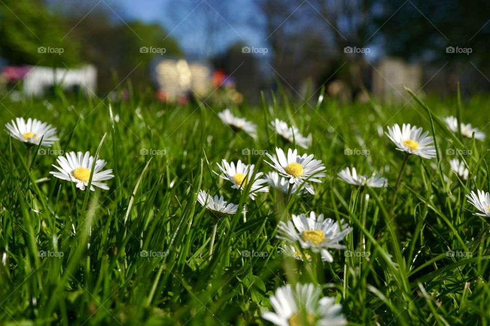 Daisies down low 