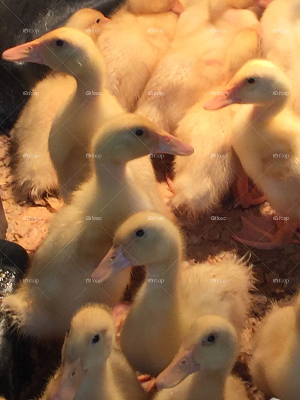 First sign of Spring, baby Ducks