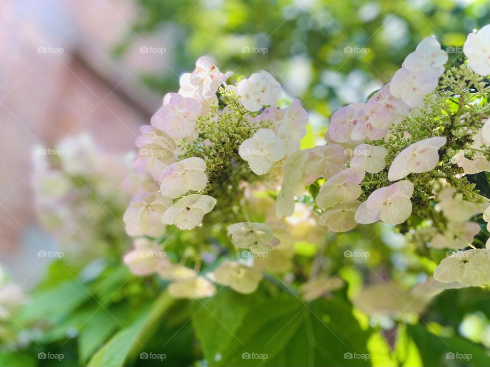 Oak hydrangea by the brick building