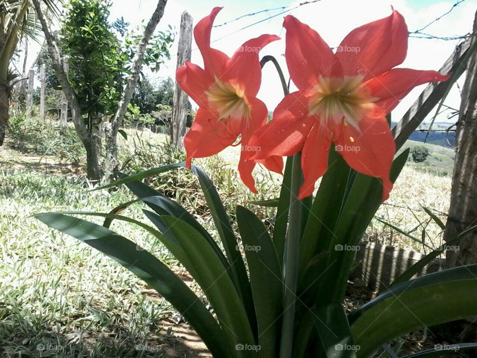 Belas flores de um jardim