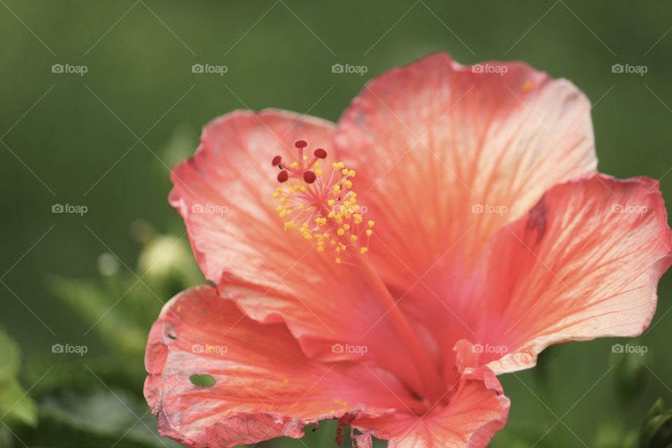 hibiscus flower close up