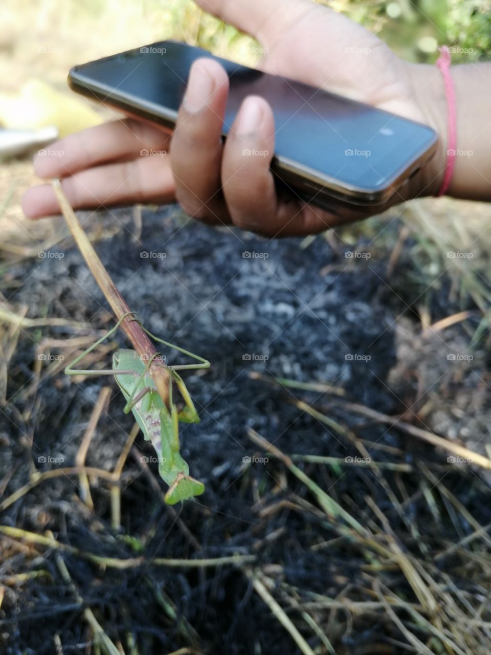 Mantis religiosa or praying mantis  on stick.