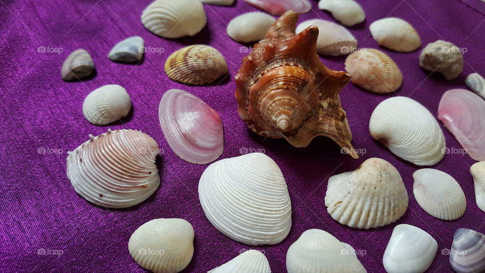 Shells. Shells found in Jamaica