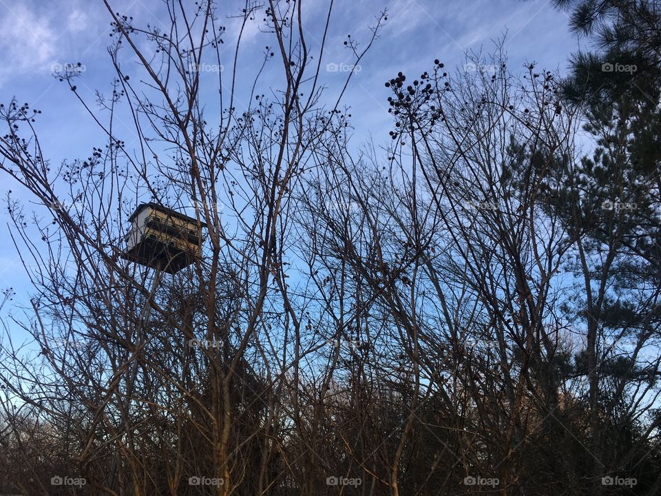 House in a tree