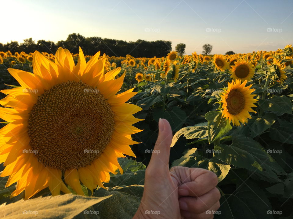 Thumbs Up for Sunflowers 