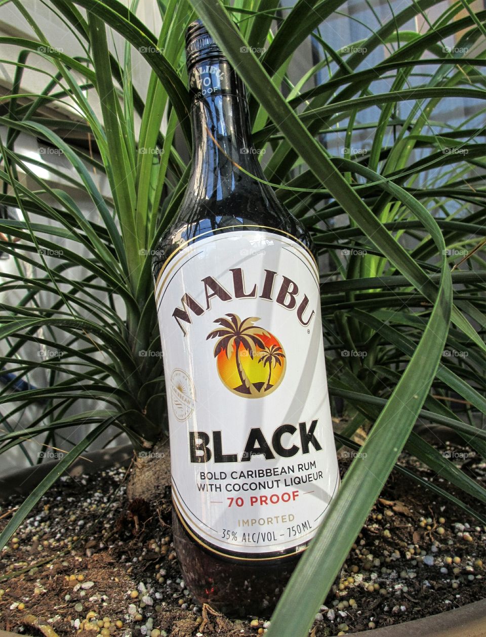 Malibu Black Rum. Malibu Black bold Caribbean rum in potted palm