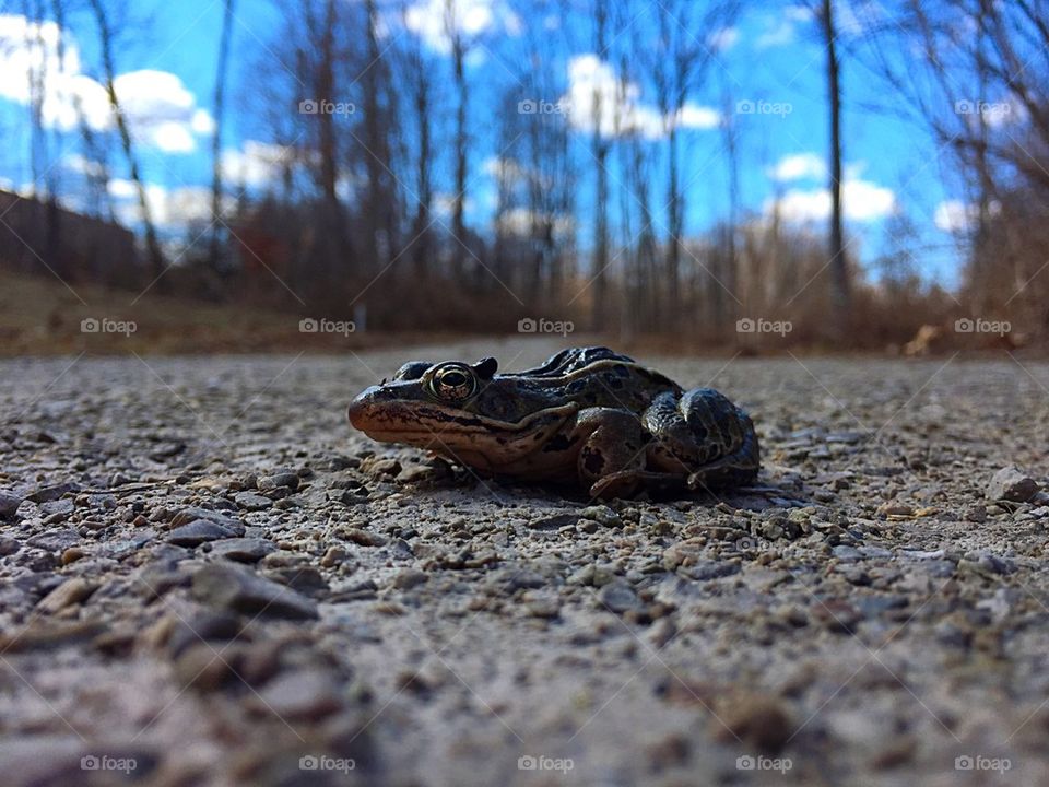 Close-up of toad