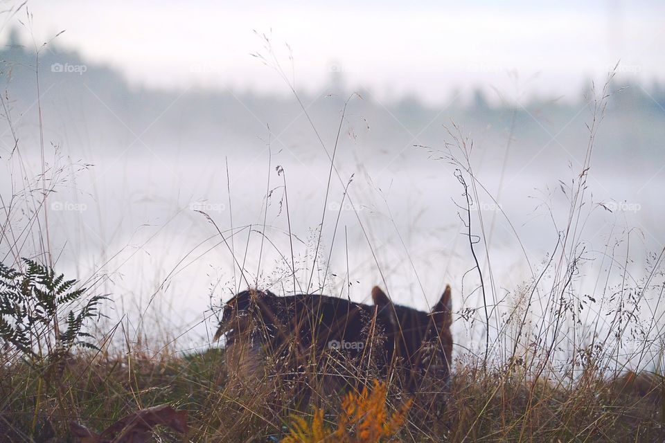 Dog at the lake