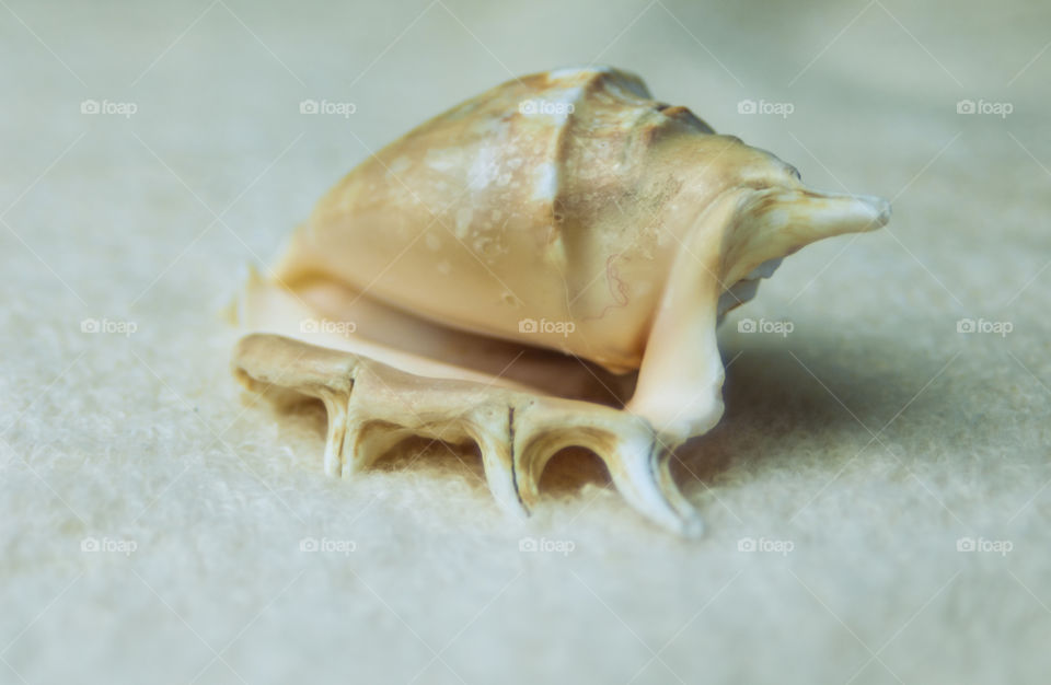 Close-up of conch shell