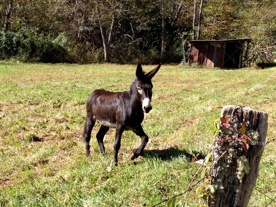 Apple Jack. The trotting donkey