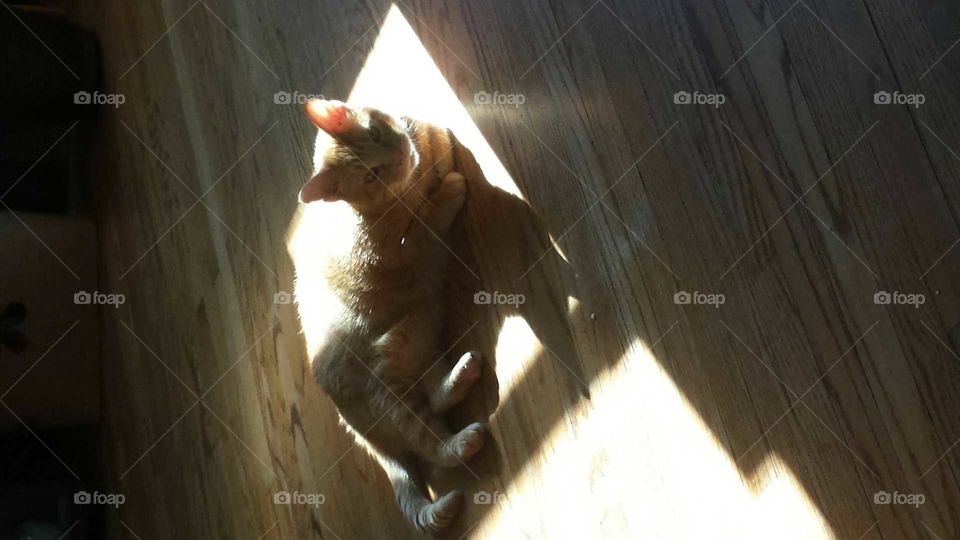 sunbathing. Finnegan gets some sun