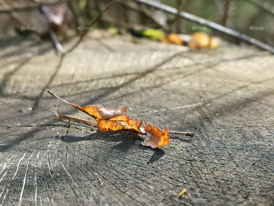 Autumn leaf on the stump