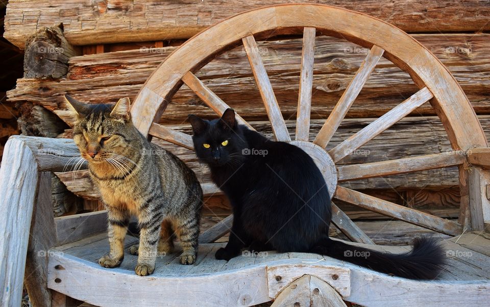 Close-up of two cats