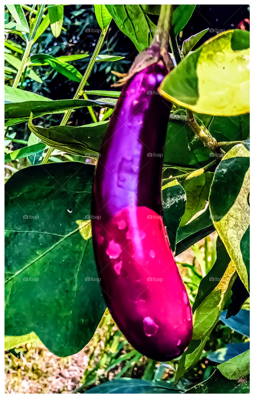 Best vegetable brinjal nice looking image