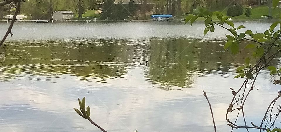 a male mallard swimming across Lake Johanna