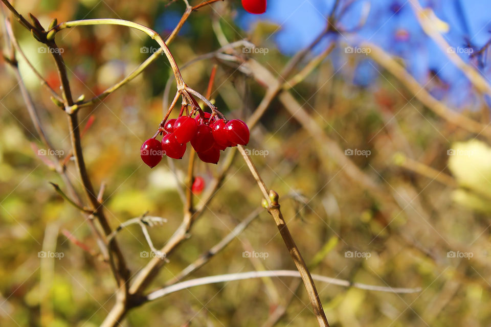 red summer worcestershire uk berries by chris7ben