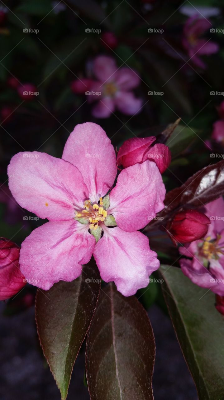 Crab Apple Blossom