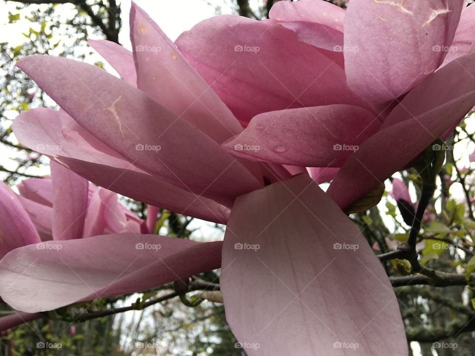 Close-up of a magnolia flower