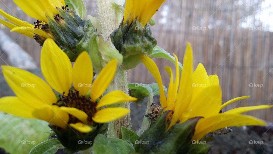 sunflower in closeup